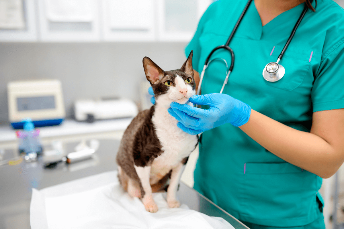 Señales de que debes llevar a tu gato al veterinario