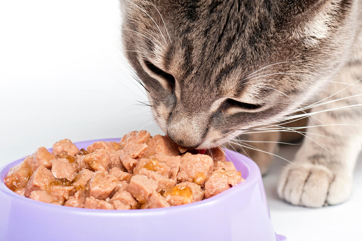 Lo que debes saber sobre la comida de tu gato
