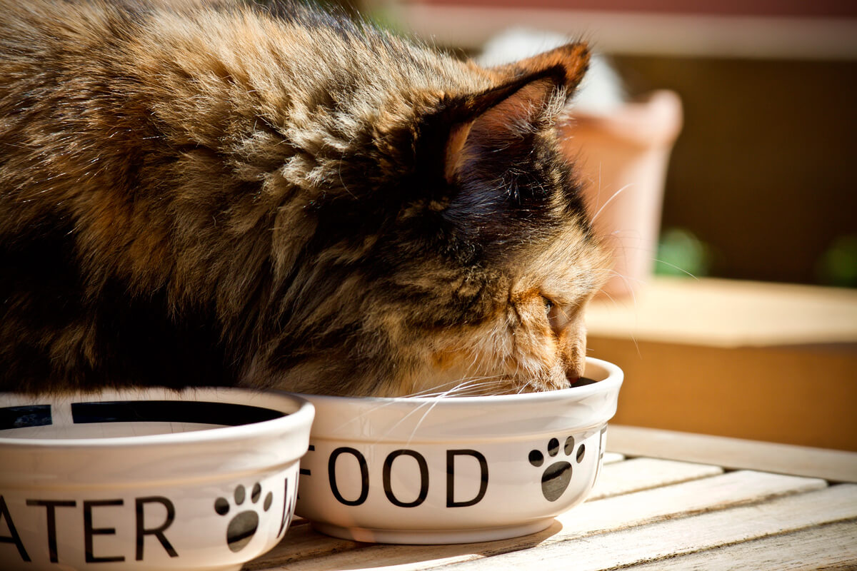 Lo que necesitas saber de los comedores para gatos