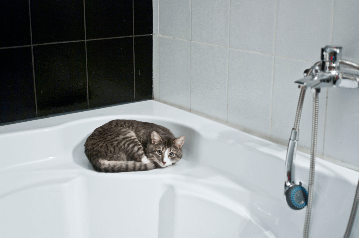 ¿Se deben bañar los gatos?